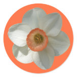 Pink Daffodil Spring Flower Classic Round Sticker