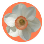 Pink Daffodil Spring Flower Classic Round Sticker