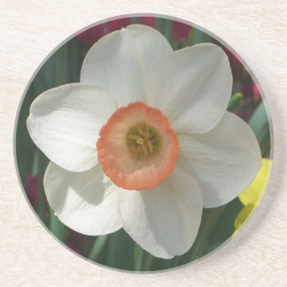 Pink Daffodil Spring Flower Drink Coaster