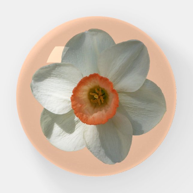 Pink Daffodil Spring Flower Paperweight (Front)