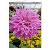 pink dahlia (Front)