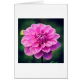 Pink Dahlia (Front)