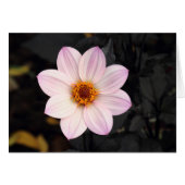 Pink Dahlia (Front Horizontal)