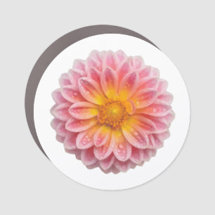 Pink Dahlia and Dew Drops Car Magnet