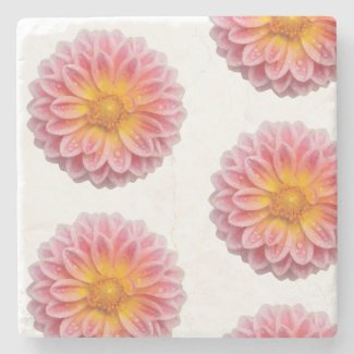 Pink Dahlia and Dew Drops