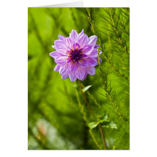 Pink Dahlia, Aquarell Effect Cards (Front)