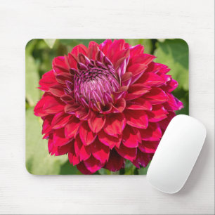Pink Dahlia, Beautiful Flower Photography Mouse Pad
