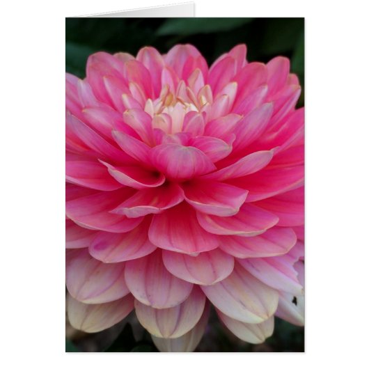 Pink Dahlia Blank Card (Front)