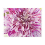 Pink Dahlia Blossom Postcard
