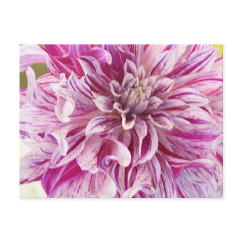 Pink Dahlia Blossom Postcard