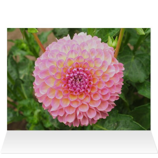 Pink Dahlia Card (Inside Horizontal (Top))