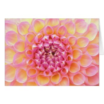 Pink Dahlia Card by ggbythebay at Zazzle