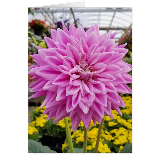 pink dahlia cards (Front)