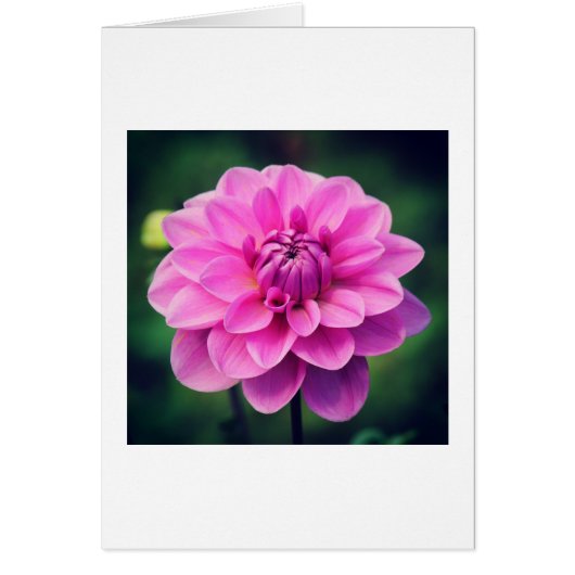Pink Dahlia Cards (Front)