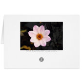 Pink Dahlia Cards (Back Horizontal)