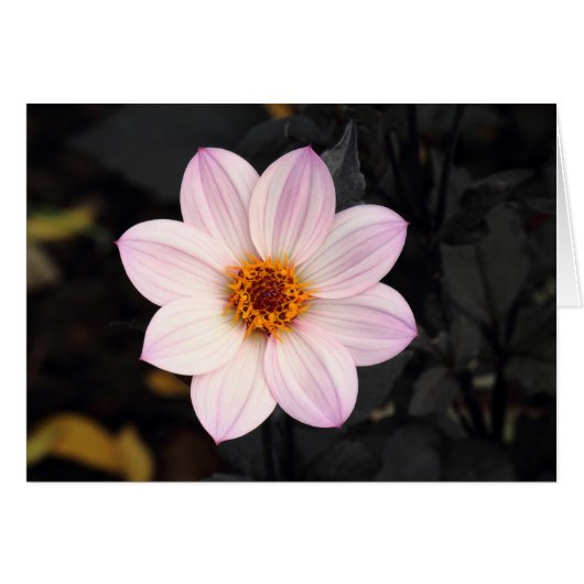 Pink Dahlia Cards (Front Horizontal)