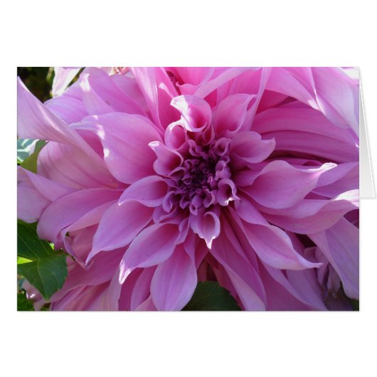Pink Dahlia Cards (Front Horizontal)