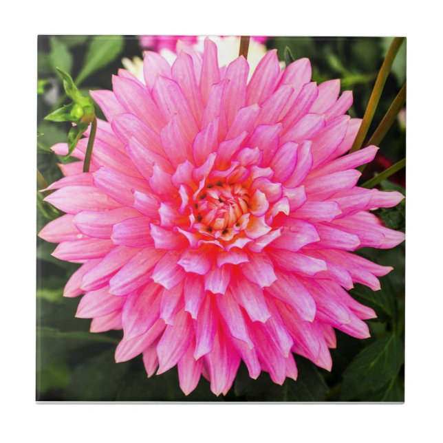 Pink Dahlia Ceramic Tile (Front)