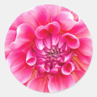 Pink Dahlia Classic Round Sticker