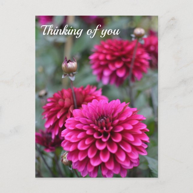 Pink Dahlia Floral Photograph Postcard (Front)