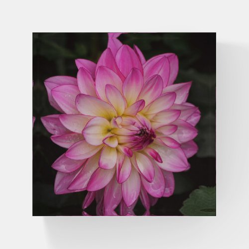 Pink Dahlia Flower Garden Art Paperweight