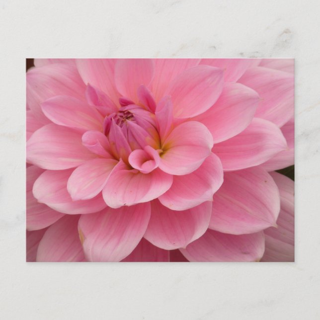 Pink Dahlia Flower Postcard (Front)