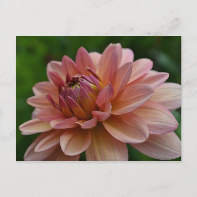 Pink Dahlia Flower Postcard (Front)