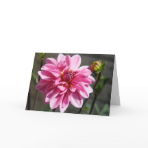 Pink Dahlia Greeting Card