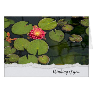 Pink Dahlia In Lily Pads Cards