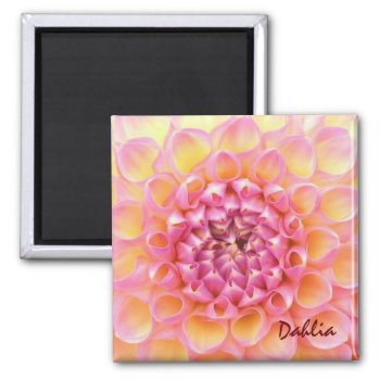 Pink Dahlia Magnet by ggbythebay at Zazzle