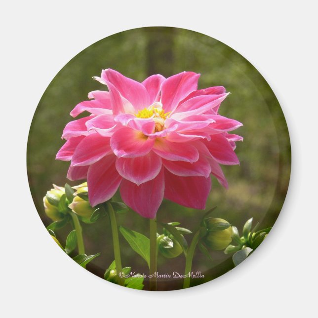 Pink Dahlia-Magnet Magnet (Front)