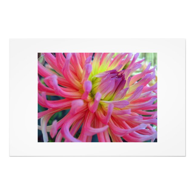 Pink Dahlia Photo Print (Front)