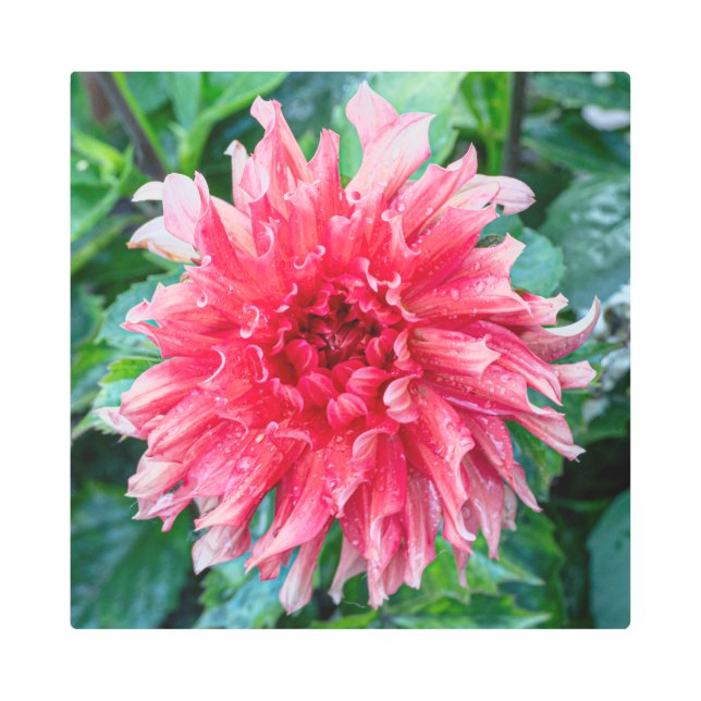 Pink Dahlia Photography, Canadian Beauty Metal Print (Front)