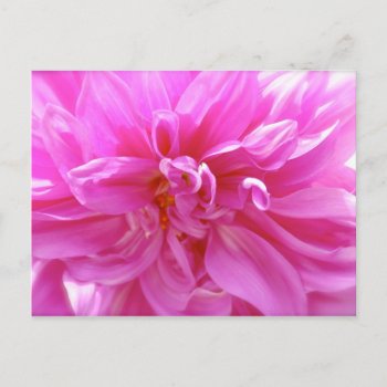 Pink Dahlia Postcard by pulsDesign at Zazzle