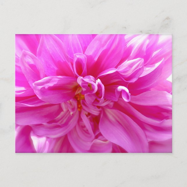 Pink Dahlia Postcard (Front)