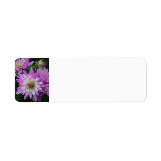 Pink Dahlia return address labels (Front)