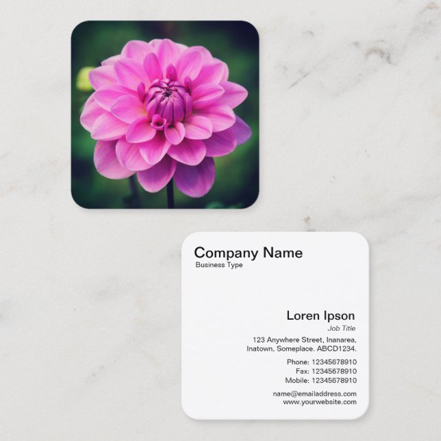 Pink Dahlia Square Business Card (Front/Back)
