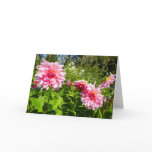 Pink Dahlias (Otto's Thrill) Card