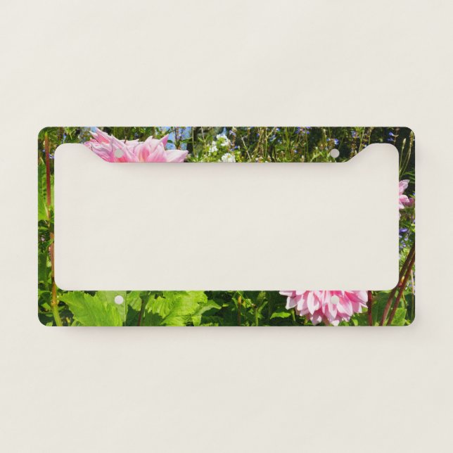Pink Dahlias (Otto's Thrill) License Plate Frame (Front)