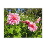 Pink Dahlias (Otto's Thrill) Postcard