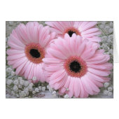 Pink Daisies-Gerberas blank card (Front Horizontal)