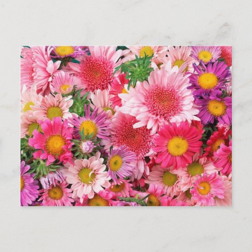 Pink Daisies Post Card