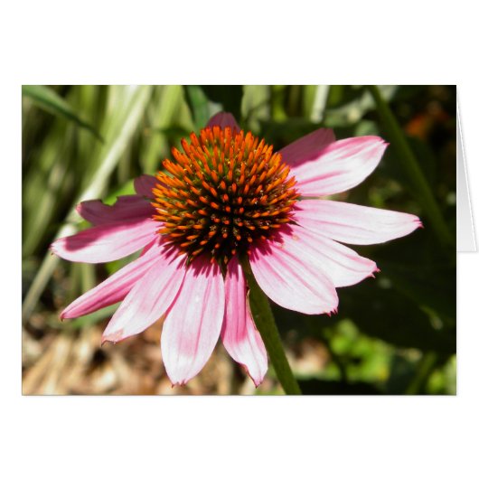 Pink Daisy (Front Horizontal)
