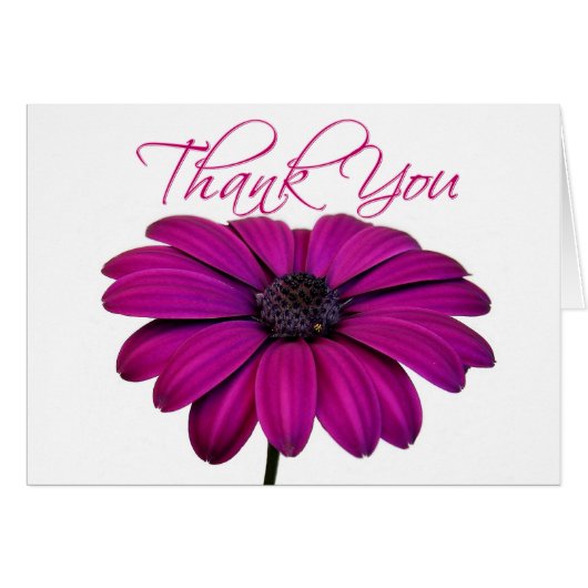 Pink daisy - Card (Front Horizontal)