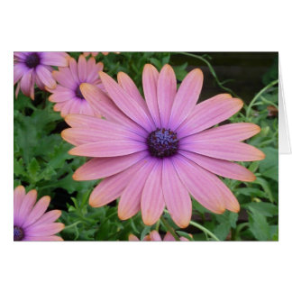 Pink Daisy Cards