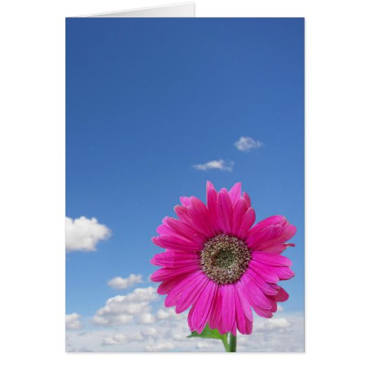 Pink Daisy Cards (Front)