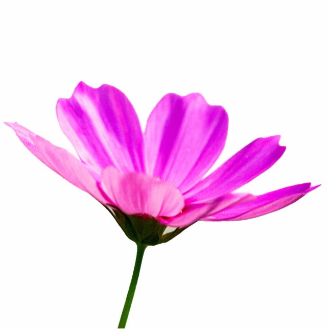 Pink Daisy  Cutout (Front)