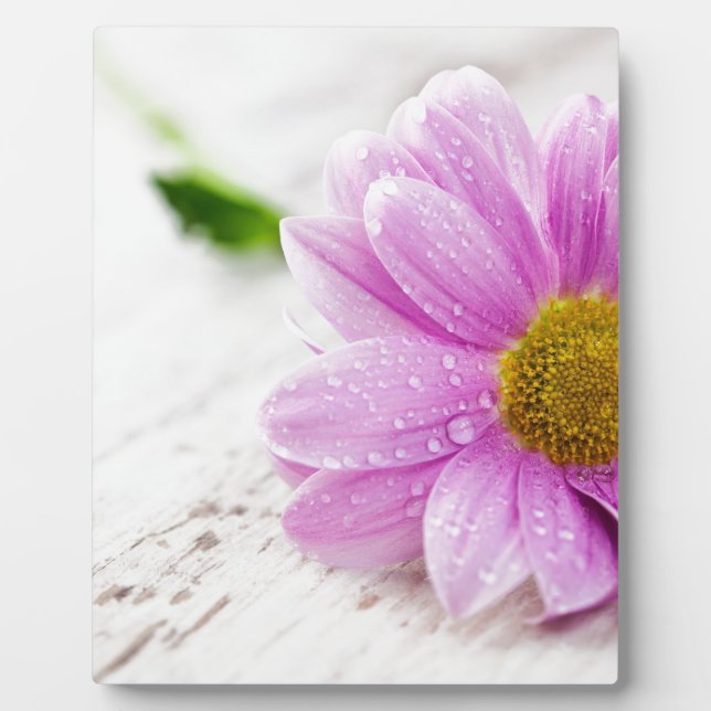 Pink daisy flower gift plaque (Front)