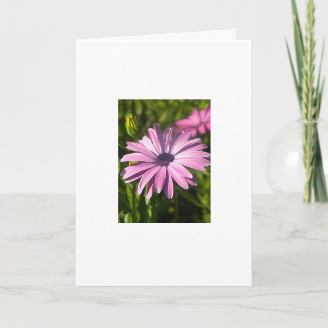 Pink Daisy Flower Greeting Card (Front)