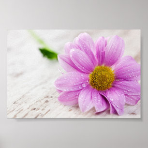 Pink Daisy Flower Value Poster